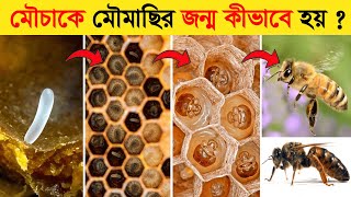 মৌমাছির জীবনচক্র | Honey Bee Life Cycle Video | Life Cycle Of Honey Bee In Bangla