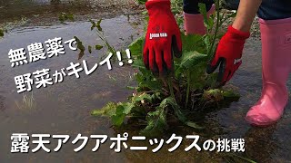 【自作アクアポニックス】露天アクアポニックスで無農薬の野菜作りに挑戦！【有機水耕栽培／田舎暮らし】