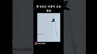 첫 5초간 뇌정지가 오는 영상 #유머 #움짤 #웃긴영상  #shorts