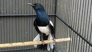 Playtube Pk Ultimate Video Sharing Website