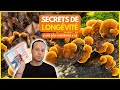 Le Champignon Longévité des Empereurs Chinois pour Rajeunir (Reishi)