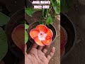 ஒரே இடத்தில் பல வண்ணங்களில் செம்பருத்தி gardening indoorplantplantnursery houseplants garden