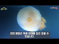 문어를 많이 본날 해루질 하고 싶다 _ watch how hunting octopus