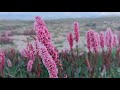 Flowers of Deosai Roof of the World | Deosai Skardu |incredible Pakistan |