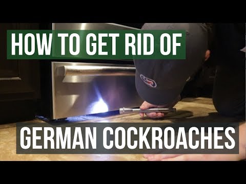 How to Get Rid of German Cockroaches (4 Simple Steps) How to Get Rid of German Cockroaches (4 Simple Steps)