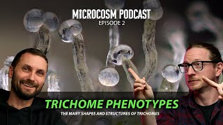 Microcosm 002 - Trichome Phenotypes