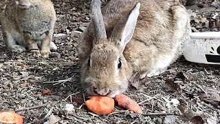 人参を食べるために平べったくなる野うさぎが激カワ！