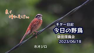 ギター日記　今日の野鳥　・　袋田探鳥会　2023年6月18日