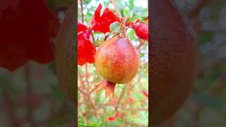 POMEGRANATE દાડમ #pomegranate #organic #pomegranatetree #pomegranatefruit #fruit @NATURE.1981s