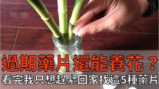 過期藥片還能養花？看完我只想趕緊回家找這5種藥片!