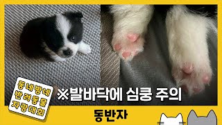 [동반자] ※발바닥에 심쿵주의※ 견생 3개월차 딱지 / YTN