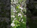 苹果树开花apple flowers