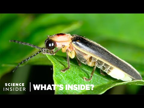 Does Firefly pupa glow?