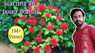 How to make a bonsai tree How to make a bonsai tree