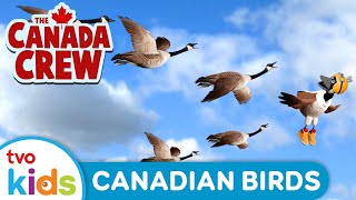 Canadian Birds 🦅 | 🫎 CANADA CREW 🦫 | 📚 Learn About Canada \u0026 Canadians: Bird Watching 🇨🇦 | TVOkids