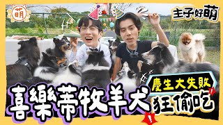 寵物執事 阿本 feat.助手 各務孝太 與9隻喜樂蒂牧羊犬的生日派對大亂鬥！ 能Hold住全場嗎？【 主子好萌 】 萌寵明星粗乃玩 @haveapetday