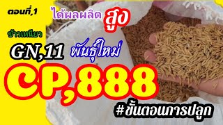 #CP 888,\u0026 ,GN11ข้าวเหนียวที่ได้ผลผลิตเยอะ#ข้าวที่ได้ทั้ง,นาปรัง,นาปีใช้น้ำน้อย#086-0490549