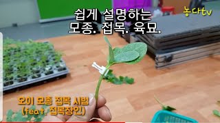 모종 접목 육묘 그것을 알려주마. (feat.셀탑육묘장)