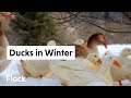 RAISING DUCKS in WINTER with Kingbird Farm — Ep 016