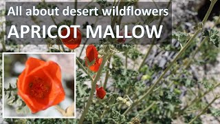 Superbloom APRICOT MALLOW Sphaeralcea ambigua Anza-Borrego  Desert Super Bloom