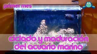 Ciclado y maduración del acuario marino - Primer mes