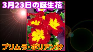 3月23日の誕生花 プリムラ・ポリアンサ どんな花？あなたに送る花言葉は?