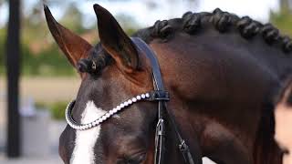 Stunning DRESSAGE prospect! 🤩