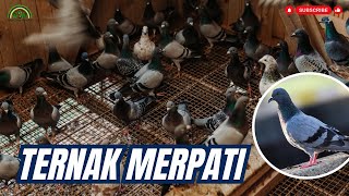 CARA MUDAH BETERNAK MERPATI