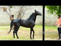 marwari horse colt devmani side by devroop ll the marwari horse of india