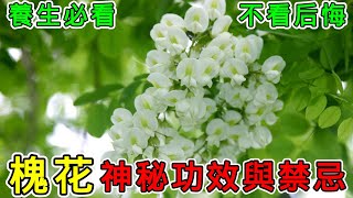 【養生】超級震撼！槐花的神奇功效，看完徹底刷新認知！槐花的功效與作用，槐花有哪些食用禁忌？#健康 #養生 #科普 #涨知识 #知識