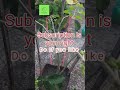 grow long mulberry with in 6 months ছাদ বাগানে লং মাল বেরি mulberryfruit rooftopgarden