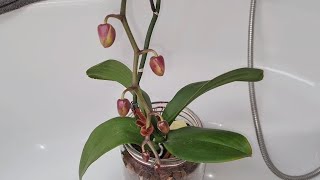 Meine Viktorio Phalaenopsis Orchidee