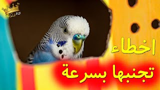 تربية طيور الحب البادجي و الأخطاء التي يجب تجنبها