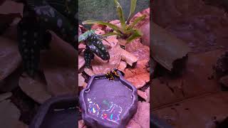 Bumblebee Dart frogs!! (dendrobates leucomelas! #dartfrog #amphibians #frogs #reptiles #reptileexpo