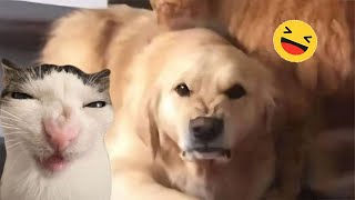 Funny Dogs And Cats s 2024 😅 - Best Funniest Animal s Of The week #9