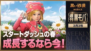知識を蓄え、成長の春！今こそ鍛錬の成果が花開くとき！🌼【黒い砂漠モバイル】【週刊黒モバ】