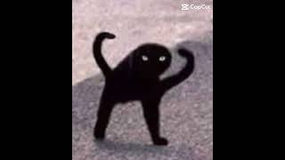 Cursed Cat Images Memes Cat
