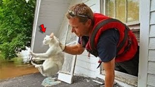 The Owner Decided to Get Rid of His Cat Just Look at What He Did!