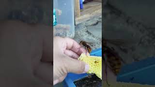 Rescuing a Hornet Queen from Drowning