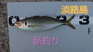 淡路島の脈釣り【1月中旬】