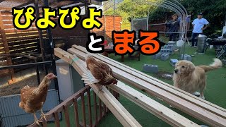 近すぎた距離感！？ぴよぴよとまる！！