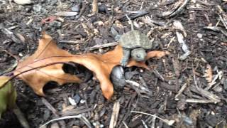 Snapping Turtles Hatching