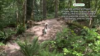 Dog walks so good, they'll change your life