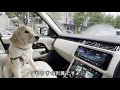 mercedesamgディーラー美人ショールームレディーに遊んでもらうゴールデンレトリバーの子犬ティト。