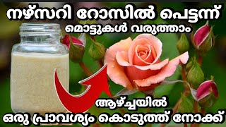 നഴ്സറി റോസിൽ പെട്ടന്ന് മൊട്ടുകൾ വരുത്താം||Flowering fertilizer for Rose plants