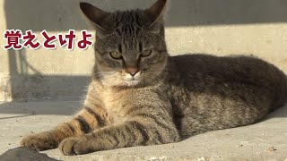 いつも邪魔ばかりするので怒っている猫