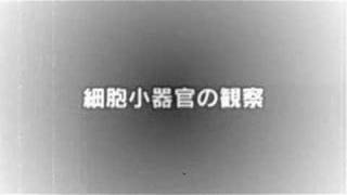 「世界はゾウリムシを見た」