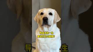 你知道导盲犬的一生要经历几次离别吗#拉布拉多 #导盲犬 #导盲犬到底有多护主人