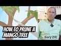 Gary Zill Talks Pruning Mango Trees