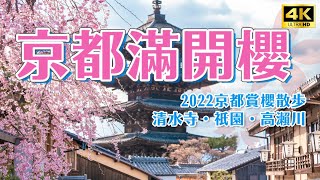 4K Cherry Blossom Viewing Walk Video in Kyoto